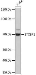 Western blot analysis of extracts of HeLa cells, using Anti-Munc18-1 Antibody [ARC1518] (A308829) at 1:1000 dilution