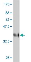 Anti-PRKAA1 Mouse Monoclonal Antibody [clone: 4D8]