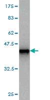 Anti-FGF1 Mouse Monoclonal Antibody [clone: 3F5]