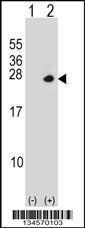 Anti-PSMD10 Rabbit Polyclonal Antibody (PE (Phycoerythrin))