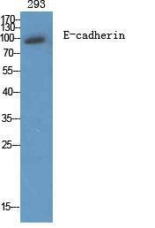 Western blot analysis of 293 cells using Anti-Cadherin-pan Antibody