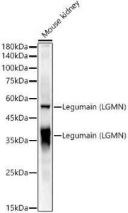 Western blot analysis of Mouse kidney, using Anti-Legumain Antibody (A11334) at 1:600 dilution