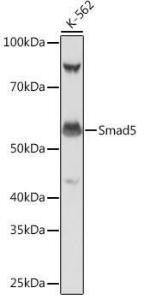 Western blot analysis of extracts of K-562 cells, using Anti-SMAD5 Antibody [ARC0448] (A308830) at 1:1000 dilution