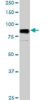 Anti-SP1 Mouse Monoclonal Antibody [clone: 4H6]