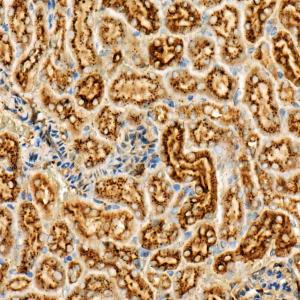 Immunohistochemistry analysis of paraffin-embedded mouse kidney using Anti-Legumain Antibody (A11334) at a dilution of 1:50 (40X lens). Perform high pressure antigen retrieval with 10 mM citrate buffer pH 6.0 before commencing with IHC staining protocol