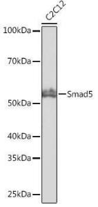 Western blot analysis of extracts of C2C12 cells, using Anti-SMAD5 Antibody [ARC0448] (A308830) at 1:1000 dilution