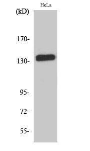 Western blot analysis of HeLa cells using Anti-Cadherin-pan Antibody