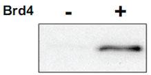 Anti-CDK9 Rabbit Polyclonal Antibody