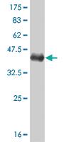 Anti-PRKAA1 Mouse Monoclonal Antibody [clone: 3B6]