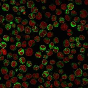 Immunofluorescent analysis of PFA fixed Raji cells stained with Anti-CD79a Antibody [HM57] followed by Goat Anti-Mouse IgG (CFand#174; 488) (Green). The nuclear counterstain is RedDot (Red)