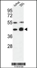 Anti-COPS3 Rabbit Polyclonal Antibody