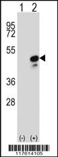 Anti-COPS3 Rabbit Polyclonal Antibody