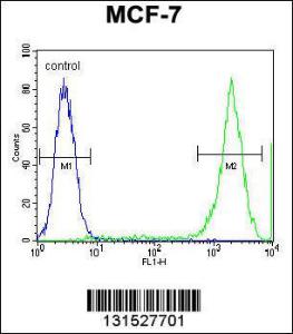 Anti-PCDH20 Rabbit Polyclonal Antibody (AP (Alkaline Phosphatase))