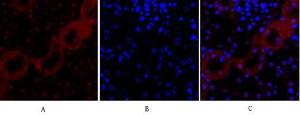 Immunofluorescence analysis of mouse kidney tissue using Anti-Cadherin-pan Antibody (red) at 1:200 (4 °C overnight). Cy3 labelled secondary Antibody was used at 1:300 (RT 50 min). Panel A: Target. Panel B: DAPI. Panel C: Merge