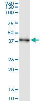 Anti-AIM2 Rabbit Polyclonal Antibody