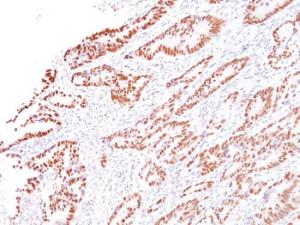 Antibody anti-MLH1 G168-728 BSA 100 µg