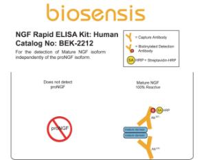 NGF Rapid™ ELISA kit: human