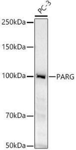 Western blot analysis of extracts of PC-3 cells, using Anti-PARG Antibody (A11336) at 1:400 dilution