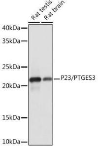 Anti-p23 Rabbit Monoclonal Antibody [clone: ARC1986]