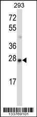 Anti-MBD3 Rabbit Polyclonal Antibody (HRP (Horseradish Peroxidase))