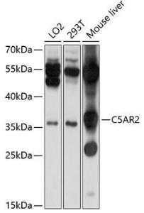 Western blot analysis of extracts of various cell lines, using Anti-GPCR C5L2 Antibody (A11340) at 1:1,000 dilution. The secondary antibody was Goat Anti-Rabbit IgG H&L Antibody (HRP) at 1:10,000 dilution.