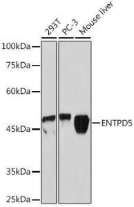 Western blot analysis of extracts of various cell lines, using Anti-ENTPD5 Antibody [ARC2211] (A305942) at 1:3,000 dilution