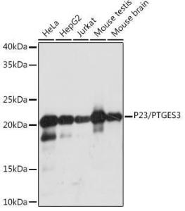 Anti-p23 Rabbit Monoclonal Antibody [clone: ARC1986]