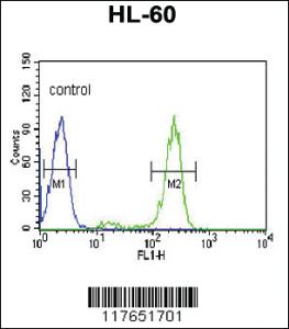 Anti-TMC6 Rabbit Polyclonal Antibody