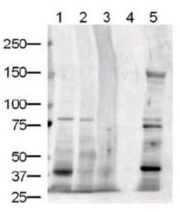 Anti-JAG1 Rabbit Polyclonal Antibody