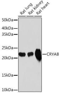 Western blot analysis of extracts of various cell lines, using Anti-Alpha B Crystallin Antibody [ARC1672] (A308835) at 1:1,000 dilution