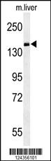 Anti-PDE6C Rabbit Polyclonal Antibody