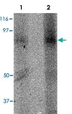 Anti-FERMT3 Rabbit Polyclonal Antibody