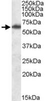 Anti-FTO Goat Polyclonal Antibody