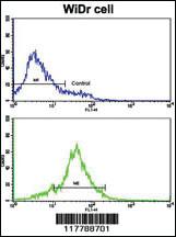 Anti-HSP90AB1 Rabbit Polyclonal Antibody