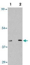 Anti-S1PR1 Rabbit Polyclonal Antibody