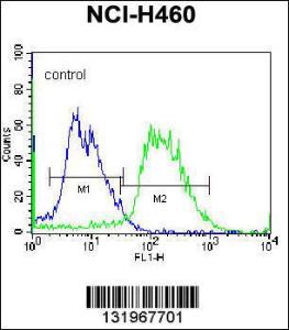 Anti-PCDHAC2 Rabbit Polyclonal Antibody