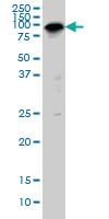 Anti-SP1 Mouse Monoclonal Antibody [clone: 4H6]