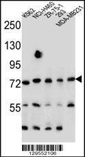 Anti-SEC14L5 Rabbit Polyclonal Antibody