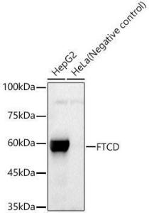 Anti-24(S)-Hydroxycholesterol antibody