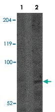 Anti-CNOT4 Rabbit Polyclonal Antibody