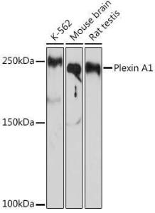 Antibody A308836-100 100 µl