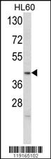 Anti-APOL4 Rabbit Polyclonal Antibody