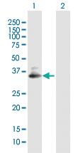 Anti-SDC4 Rabbit Polyclonal Antibody