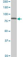 Anti-SP1 Mouse Monoclonal Antibody [clone: 4H6]