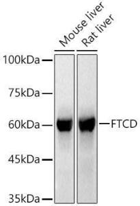 Anti-24(S)-Hydroxycholesterol antibody