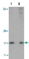 Anti-HINT1 Rabbit Polyclonal Antibody