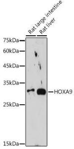 Western blot analysis of extracts of various cell lines, using Anti-HOXA9 Antibody [ARC2423] (A305943) at 1:1,000 dilution