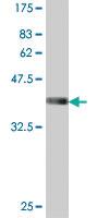 Anti-ACVR1B Mouse Polyclonal Antibody