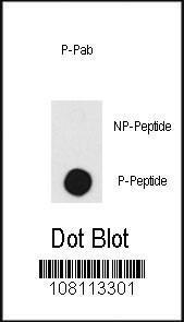 Anti-PRKDC Rabbit Polyclonal Antibody (Biotin)