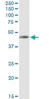 Anti-IL10RB Polyclonal Antibody Pair